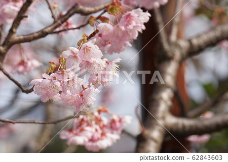 Matsumoto A cherry tree 62843603