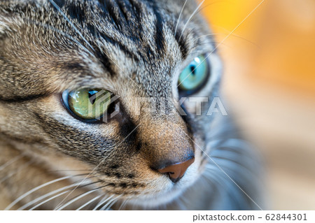 Cat's face up 62844301