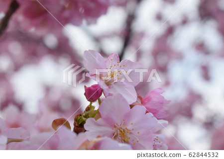 Cherry Blossoms	 62844532