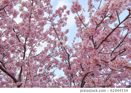 Cherry Blossoms	 62844534