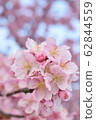 櫻桃樹 62844559