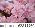 櫻桃樹 62844560
