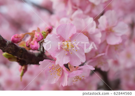 櫻桃樹 62844560