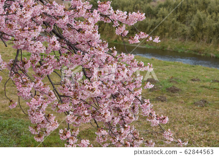 櫻桃樹 62844563