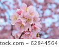 櫻桃樹 62844564