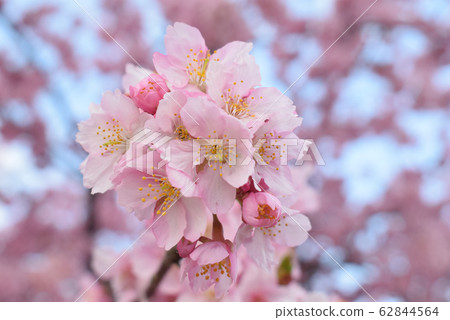 櫻桃樹 櫻桃樹 62844564