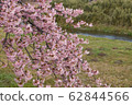 櫻桃樹 62844566
