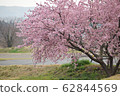 櫻桃樹 62844569