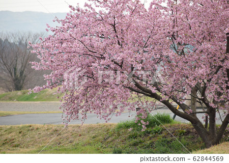 櫻桃樹 62844569