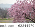 櫻桃樹 62844570