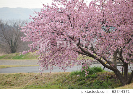 櫻桃樹 櫻桃樹 62844571