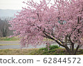 櫻桃樹 62844572