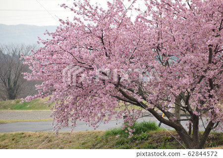 櫻桃樹 62844572