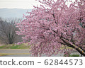 櫻桃樹 62844573