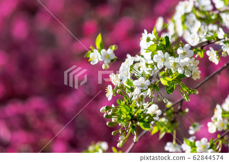 white apple blossom on a magenta background white apple blossom on a magenta background 62844574