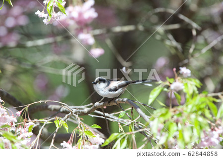 春季Enaga 春季Enaga 62844858