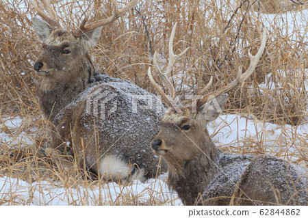 Ezo鹿 62844862