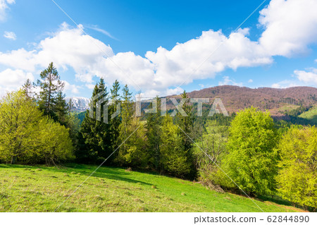 beautiful landscape in springtime 62844890