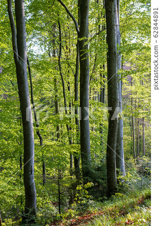 forest trail on the hillside 62844891