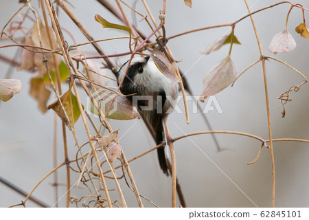Enaga, long head, long-tailed tit Enaga, long head, long-tailed tit 62845101