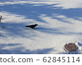 Crow on the snow 62845114