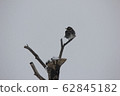 Bulbul 62845182