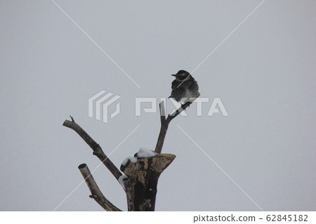 Bulbul Bulbul 62845182
