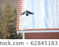 Crow flying 62845183