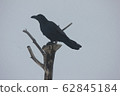 Crow  62845184