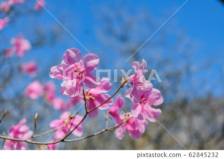 Akashiyoshio Akashiyoshio 62845232