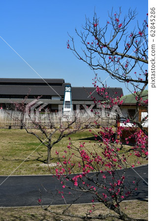 Sakuri Bairin Sakuri Bairin 62845286