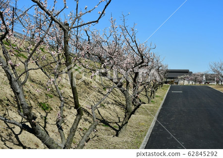 Sakuri Bairin 62845292