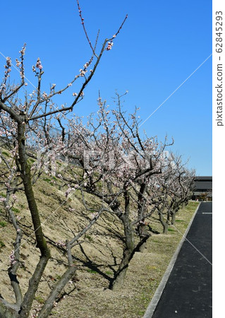 Sakuri Bairin Sakuri Bairin 62845293