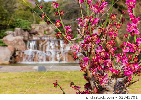 Rumi of Suma Rikyu Park 62845701