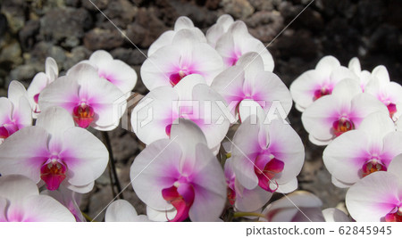 Phalaenopsis orchid  62845945