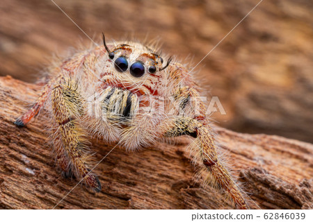 Jumping spider on timber in nature. Jumping spider on timber in nature. 62846039