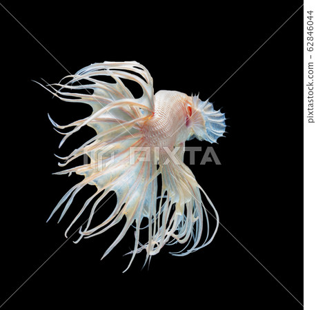 Beautiful white crowntail betta fish siamese Beautiful white crowntail betta fish siamese 62846044