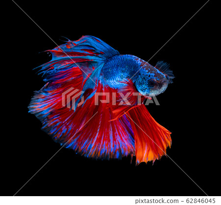 Beautiful betta splendens half moon siamese betta 62846045