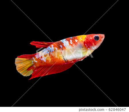 Beautiful female betta splendens half moon siamese Beautiful female betta splendens half moon siamese 62846047