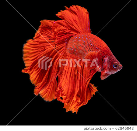 Beautiful betta splendens half moon siamese betta Beautiful betta splendens half moon siamese betta 62846048