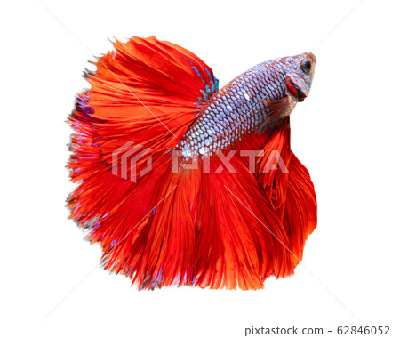 Beautiful betta splendens half moon siamese betta Beautiful betta splendens half moon siamese betta 62846052