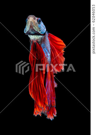 Beautiful betta splendens half moon siamese betta Beautiful betta splendens half moon siamese betta 62846053