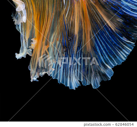 Beautiful betta splendens half moon siamese betta Beautiful betta splendens half moon siamese betta 62846054