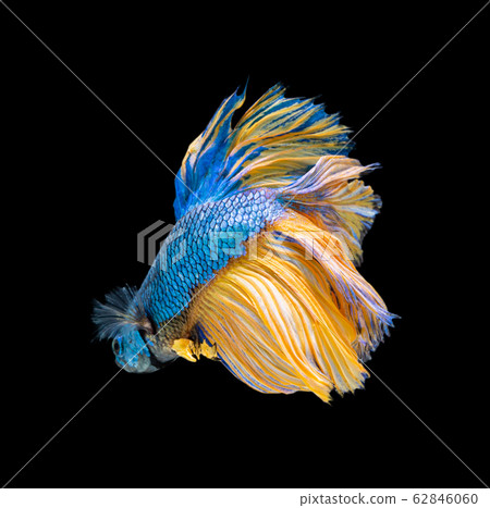 Beautiful betta splendens half moon siamese betta Beautiful betta splendens half moon siamese betta 62846060
