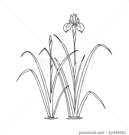 Iris 1 Iris 1 62846061