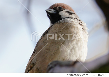 We photographed bunting in the park in the early morning of winter We photographed bunting in the park in the early morning of winter 62846268