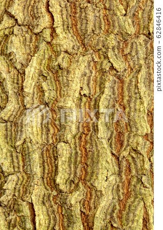 Surface of the bark of the tamarind Thailand. Surface of the bark of the tamarind Thailand. 62846416