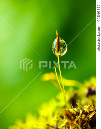 Water drops on moss in Natural Water drops on moss in Natural 62846512