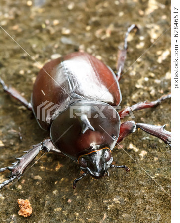 Rhinoceros beetle (Allomyrina dithotomus) with Rhinoceros beetle (Allomyrina dithotomus) with 62846517