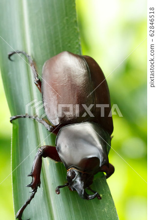 Rhinoceros beetle (Allomyrina dithotomus) with Rhinoceros beetle (Allomyrina dithotomus) with 62846518
